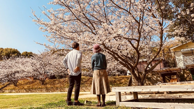 満開の桜の木の下で、並んで花を見上げる夫婦の後ろ姿